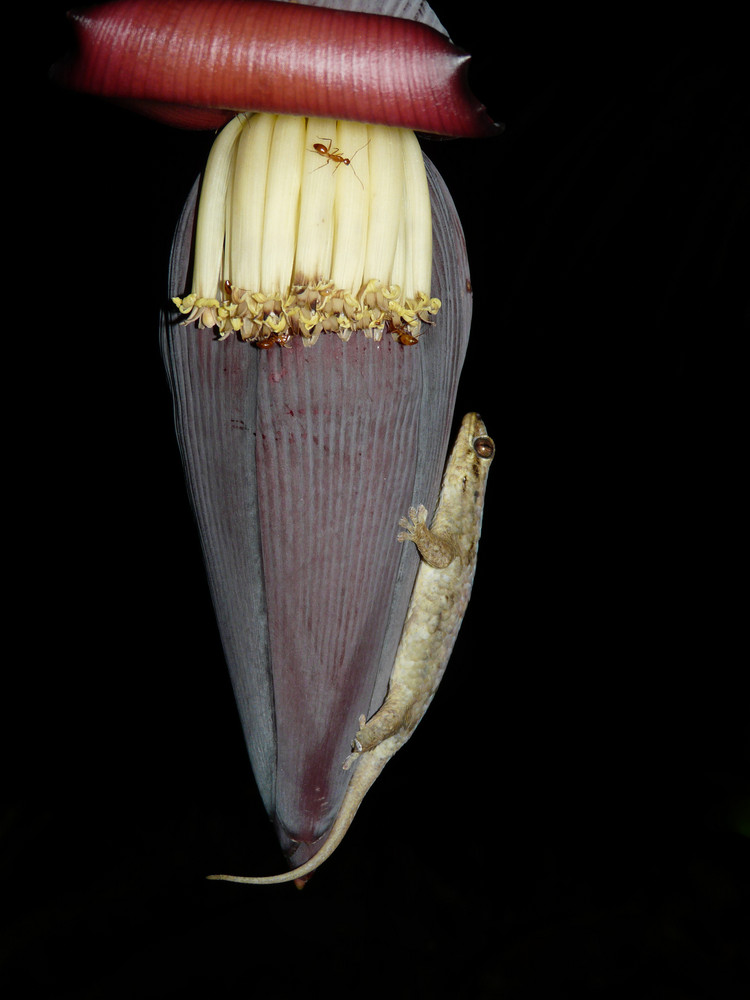 Bananenblüte mit Besuch