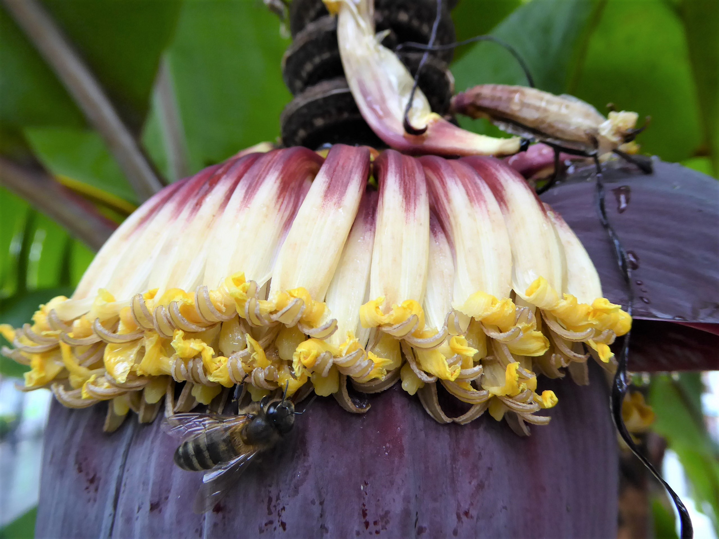 Bananenblüte mit Besucher...