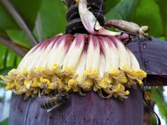 Bananenblüte mit Besucher...