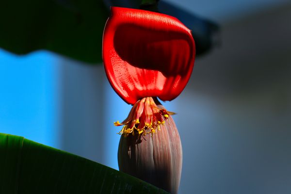 ....Bananenblüte mit Besucher....