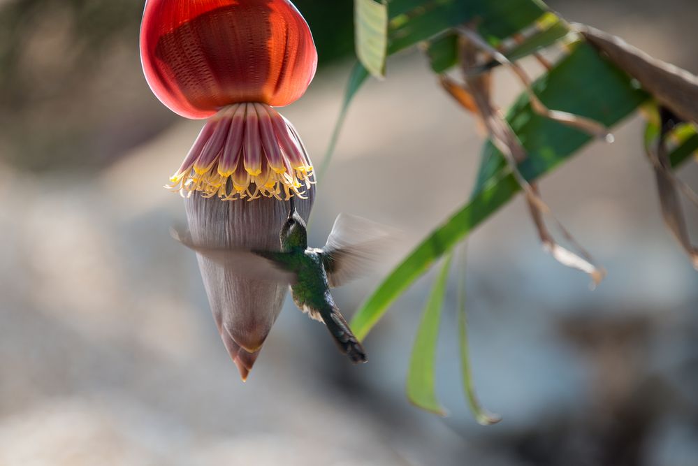 Bananenblüte mit Kolibri 2