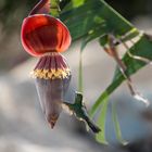 Bananenblüte mit Kolibri