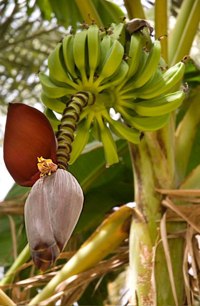 Bananenblüte und Bananen