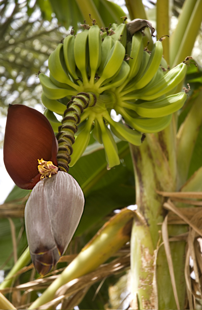 Bananenblüte und Bananen