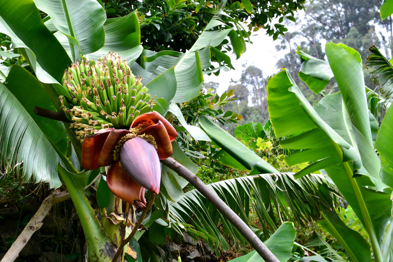 Bananenblüte und Fruchtstand