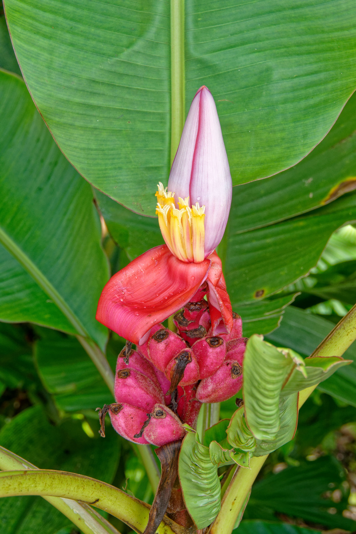 Bananenblüten