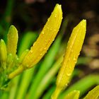 Bananenblüten im Regen - Wassertropfen auf der geschlossenen Taglilienblüte