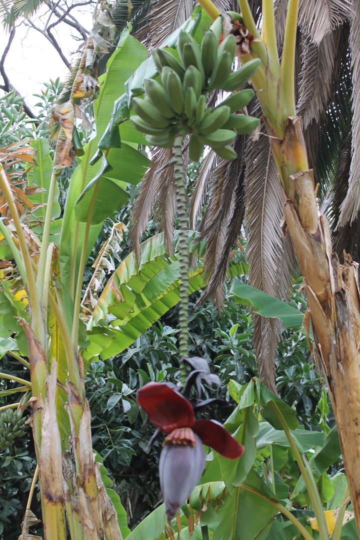 Bananenblüten in Namibia