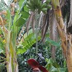 Bananenblüten in Namibia