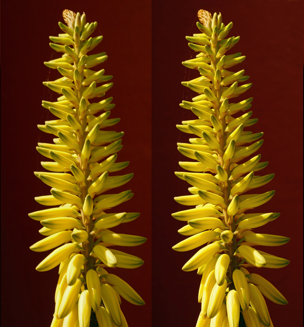  Bananenblume (3D-X-View)