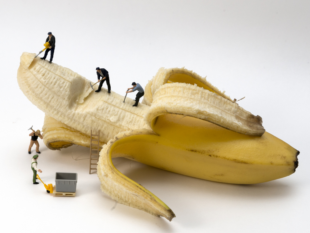 Bananenernte