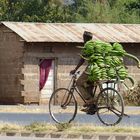 Bananenernte in Tansania