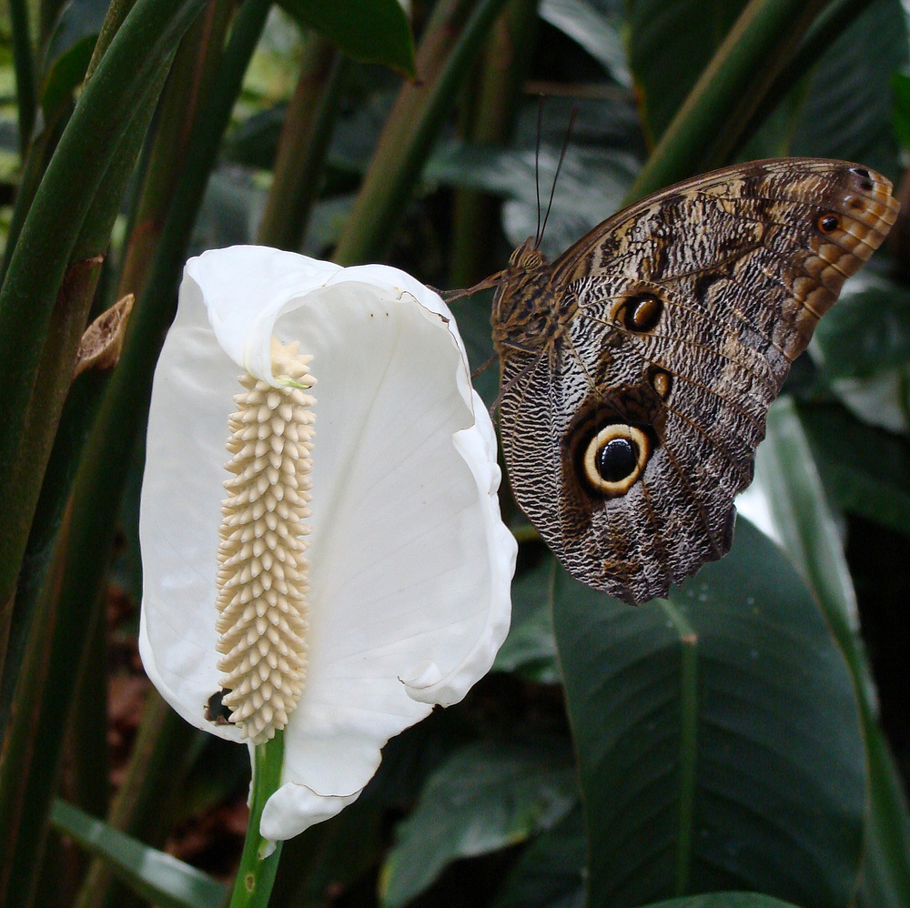 Bananenfalter an Calla