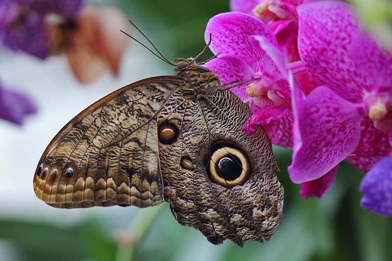 Bananenfalter an einer Orchidee