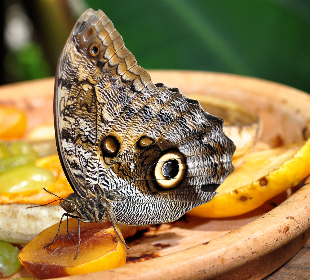 Bananenfalter auf Aprikose