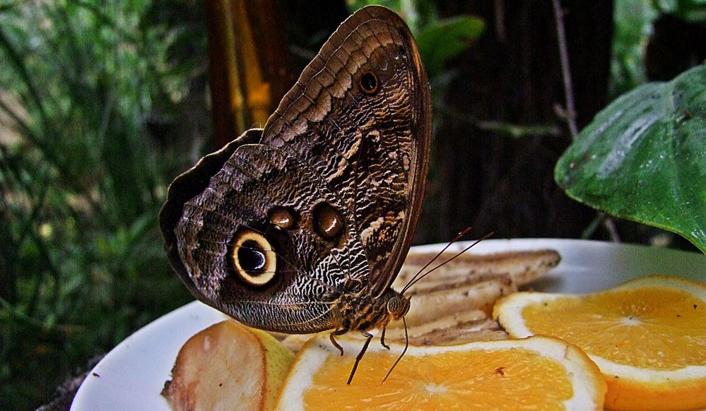 Bananenfalter auf Orangenscheibe  -  Banana butterfly on orange slice