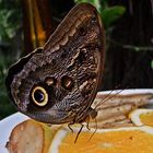 Bananenfalter auf Orangenscheibe  -  Banana butterfly on orange slice