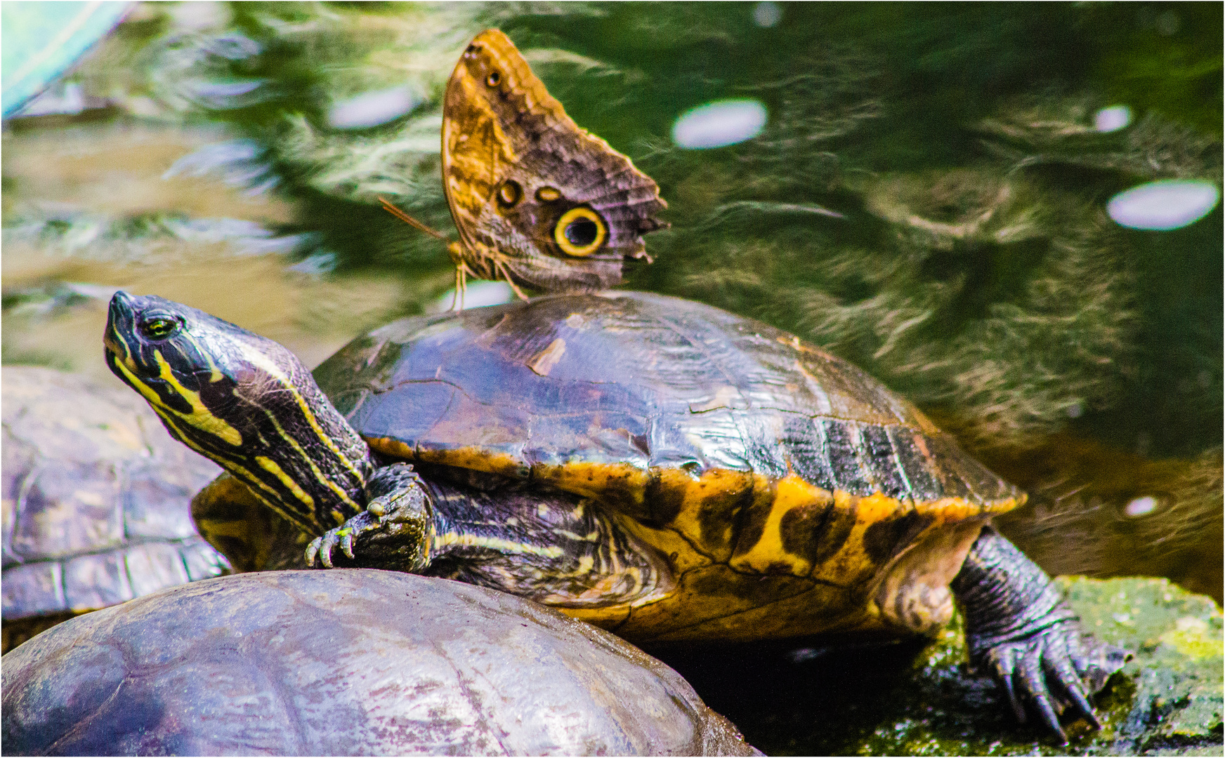 BANANENFALTER  auf Wasserschildkröte ...