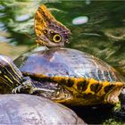 BANANENFALTER  auf Wasserschildkröte ...