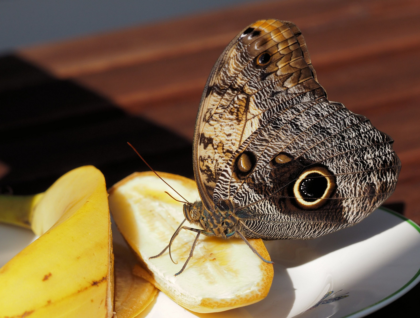 Bananenfalter bei der ersten Mahlzeit....