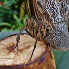 Bananenfalter beim Frühstück