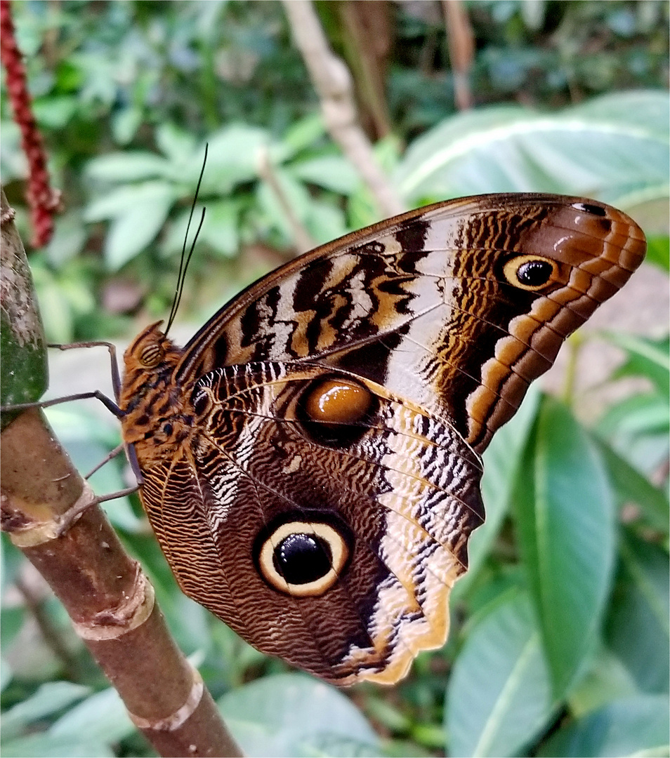 Bananenfalter (Caligo) 2