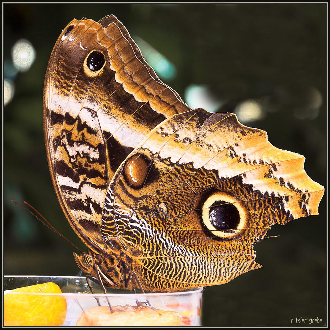 bananenfalter (caligo)