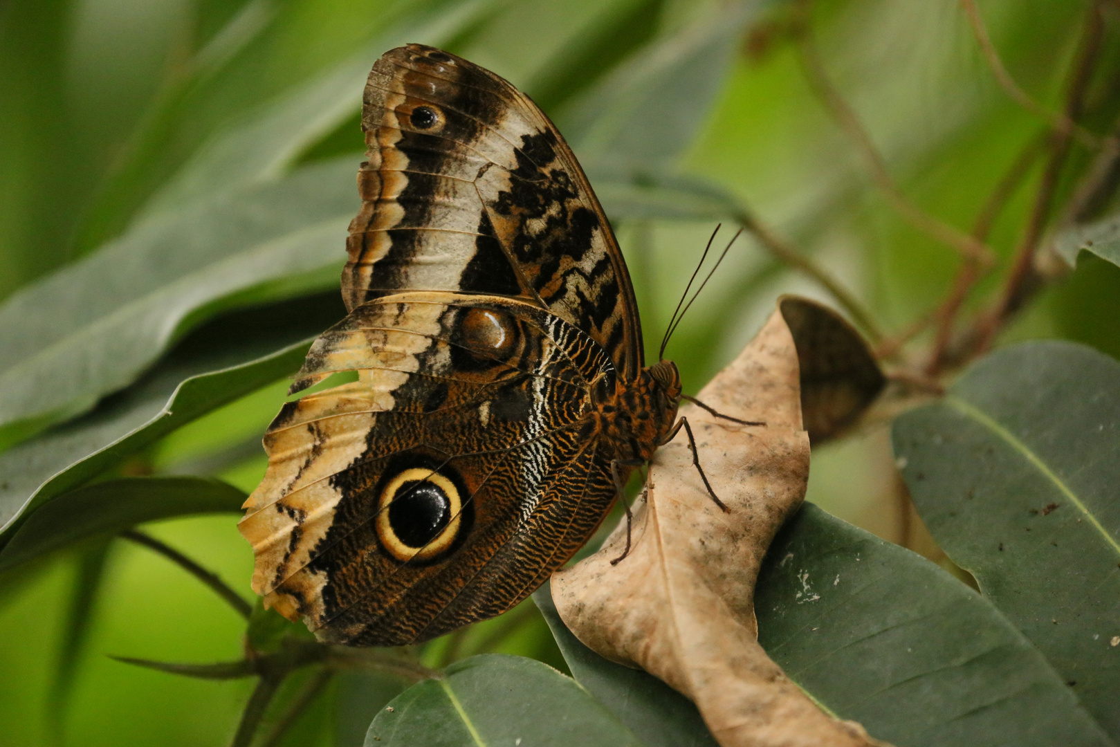 Bananenfalter, Caligo atreus (2014_10_23_EOS 6D_7921_ji)