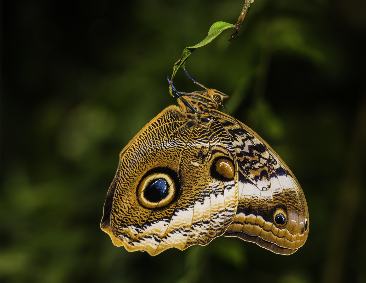 Bananenfalter (Caligo atreus dionysos) - I