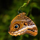 Bananenfalter (Caligo atreus dionysos) - I