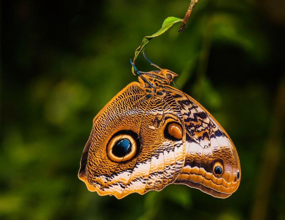 Bananenfalter (Caligo atreus dionysos) - I