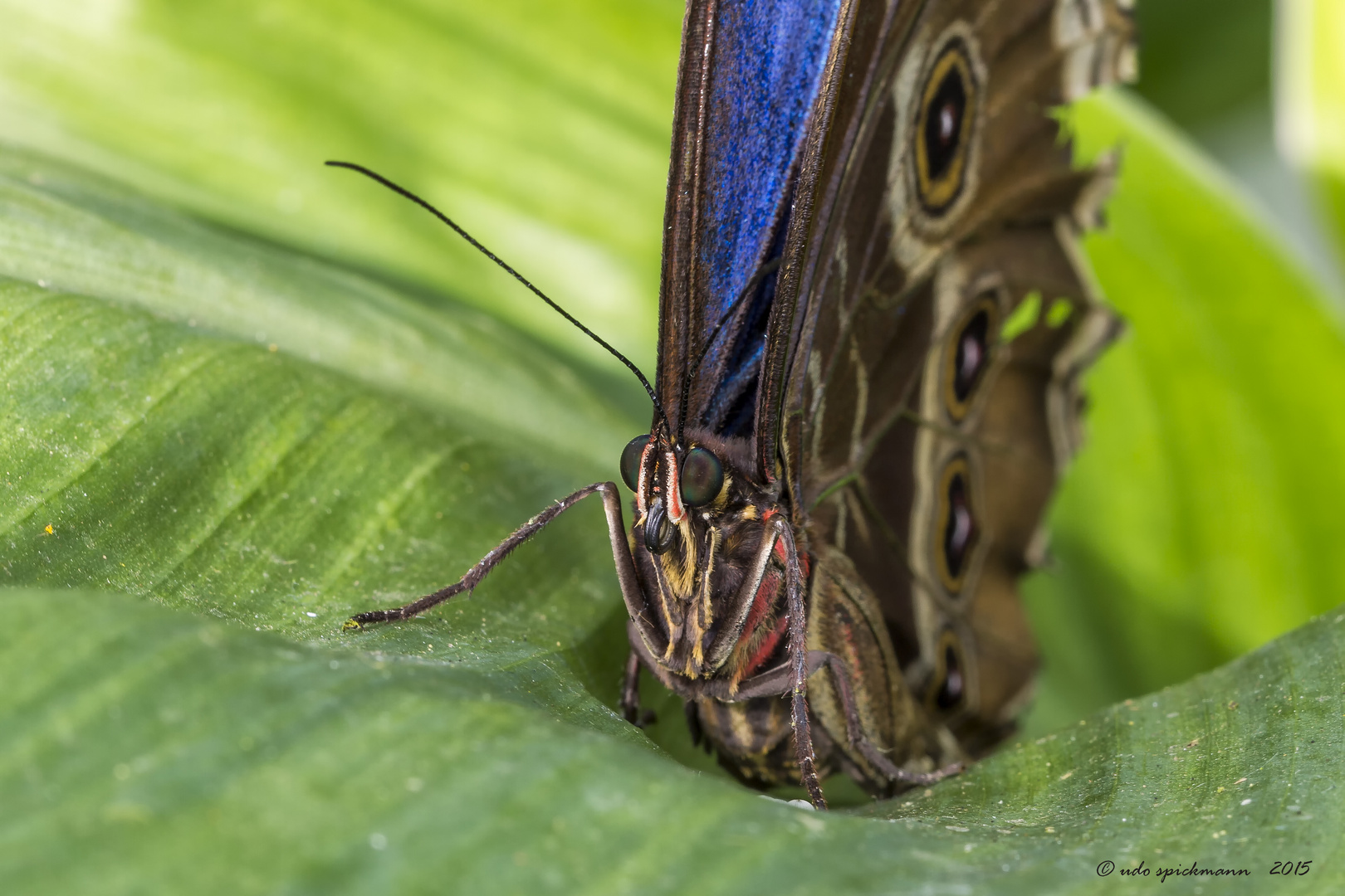 Bananenfalter / Caligo