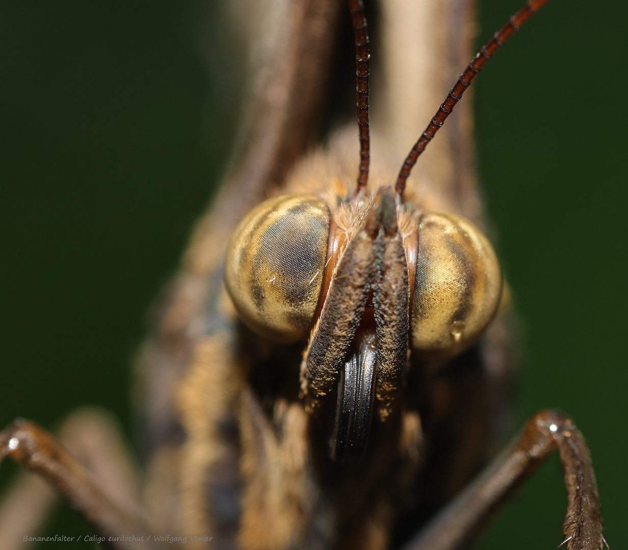 Bananenfalter- Caligo eurilochus