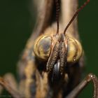 Bananenfalter- Caligo eurilochus