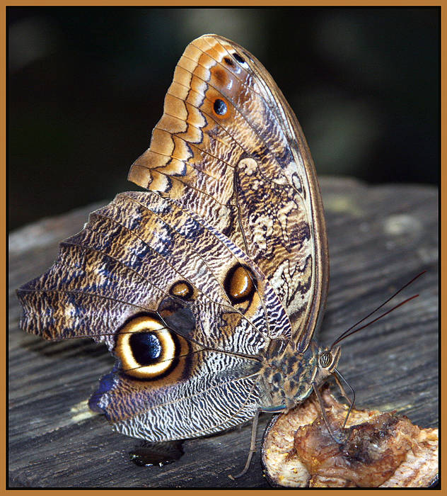 BANANENFALTER (Caligo eurilochus)