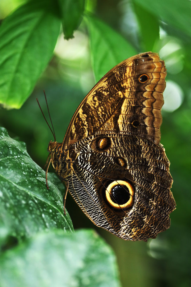 Bananenfalter (Caligo eurilochus)