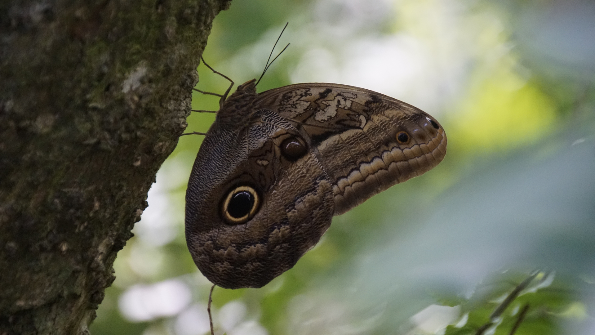 Bananenfalter (Caligo eurilochus)