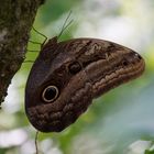 Bananenfalter (Caligo eurilochus)