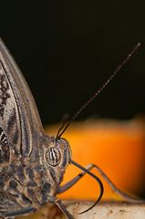 Bananenfalter (Caligo eurilochus)