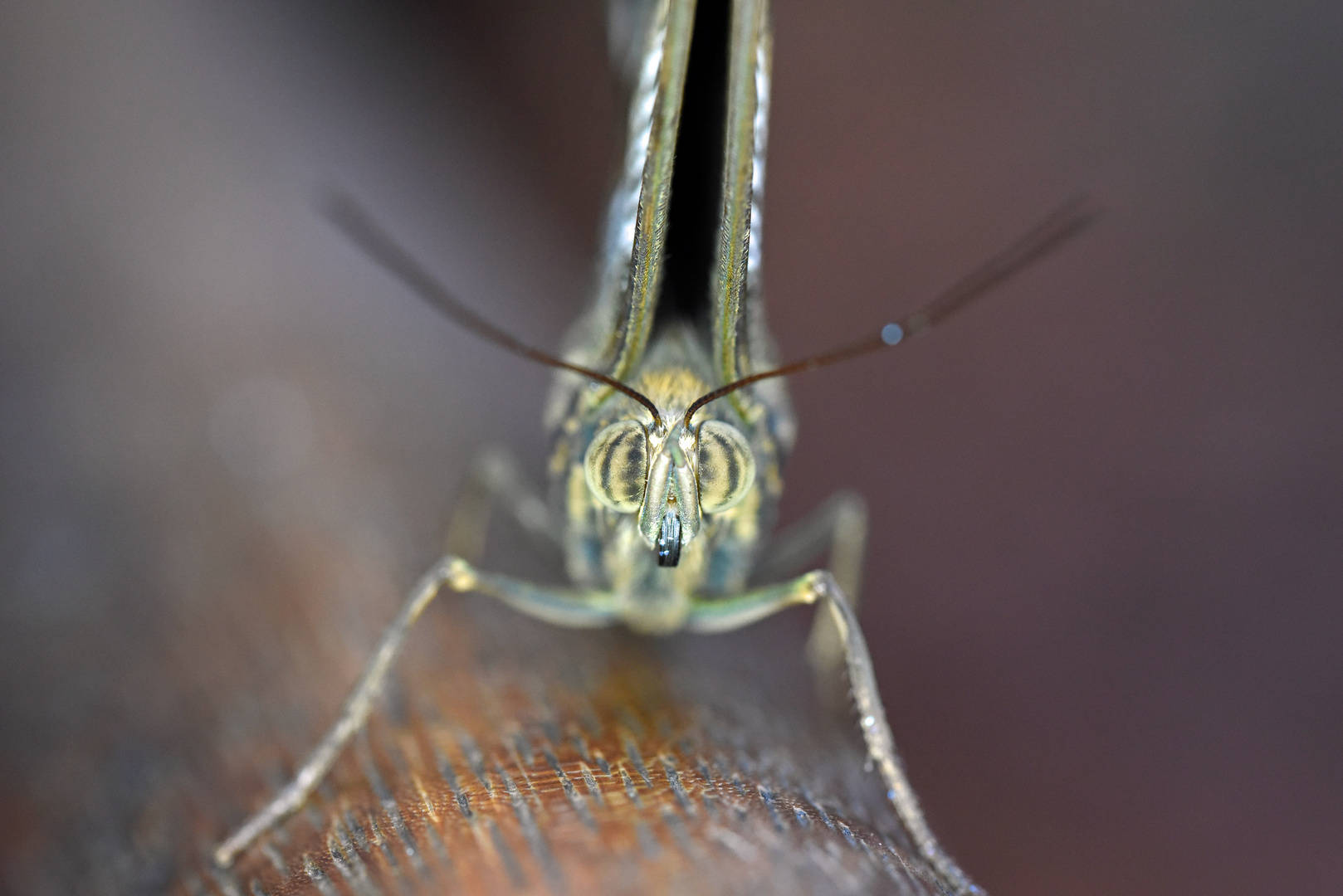 Bananenfalter, Caligo eurilochus