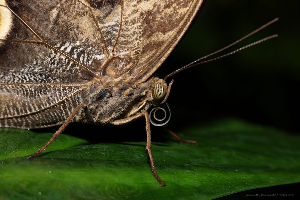 Bananenfalter- Caligo eurilochus