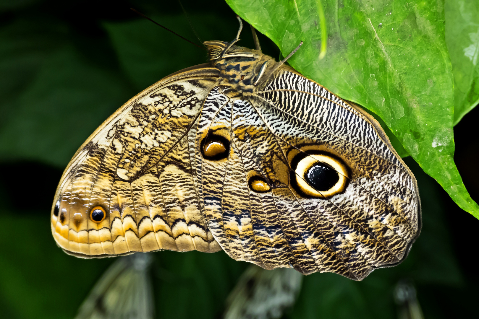 Bananenfalter (Caligo eurilochus)