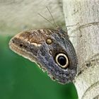 Bananenfalter (Caligo eurilochus)