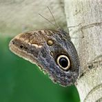 Bananenfalter (Caligo eurilochus)