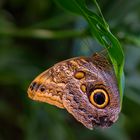 Bananenfalter (Caligo eurilochus)