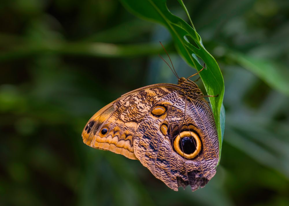 Bananenfalter (Caligo eurilochus)