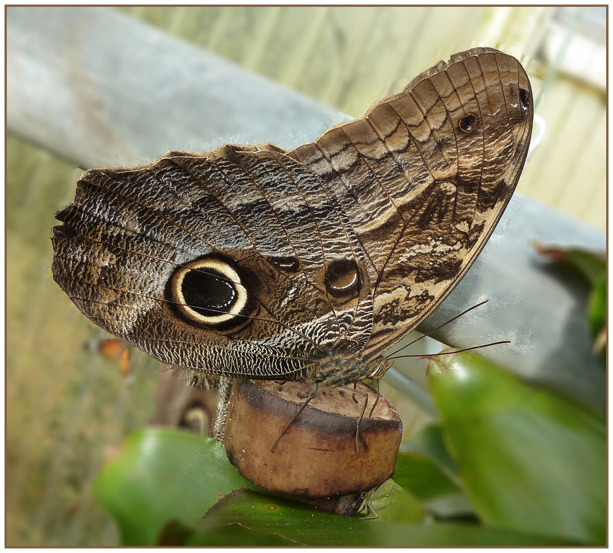 Bananenfalter (Caligo eurilochus)