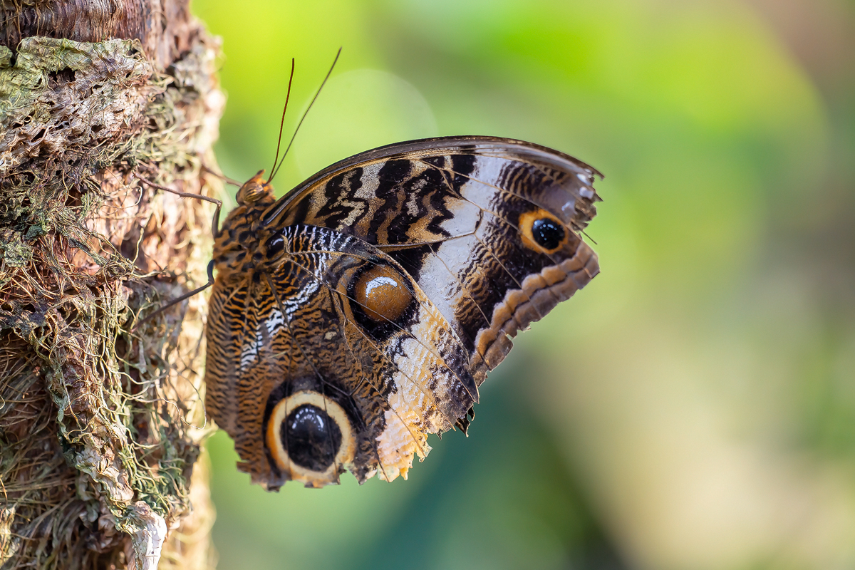 Bananenfalter (Caligo eurilochus)