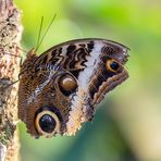 Bananenfalter (Caligo eurilochus)