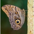 Bananenfalter (Caligo eurilochus)